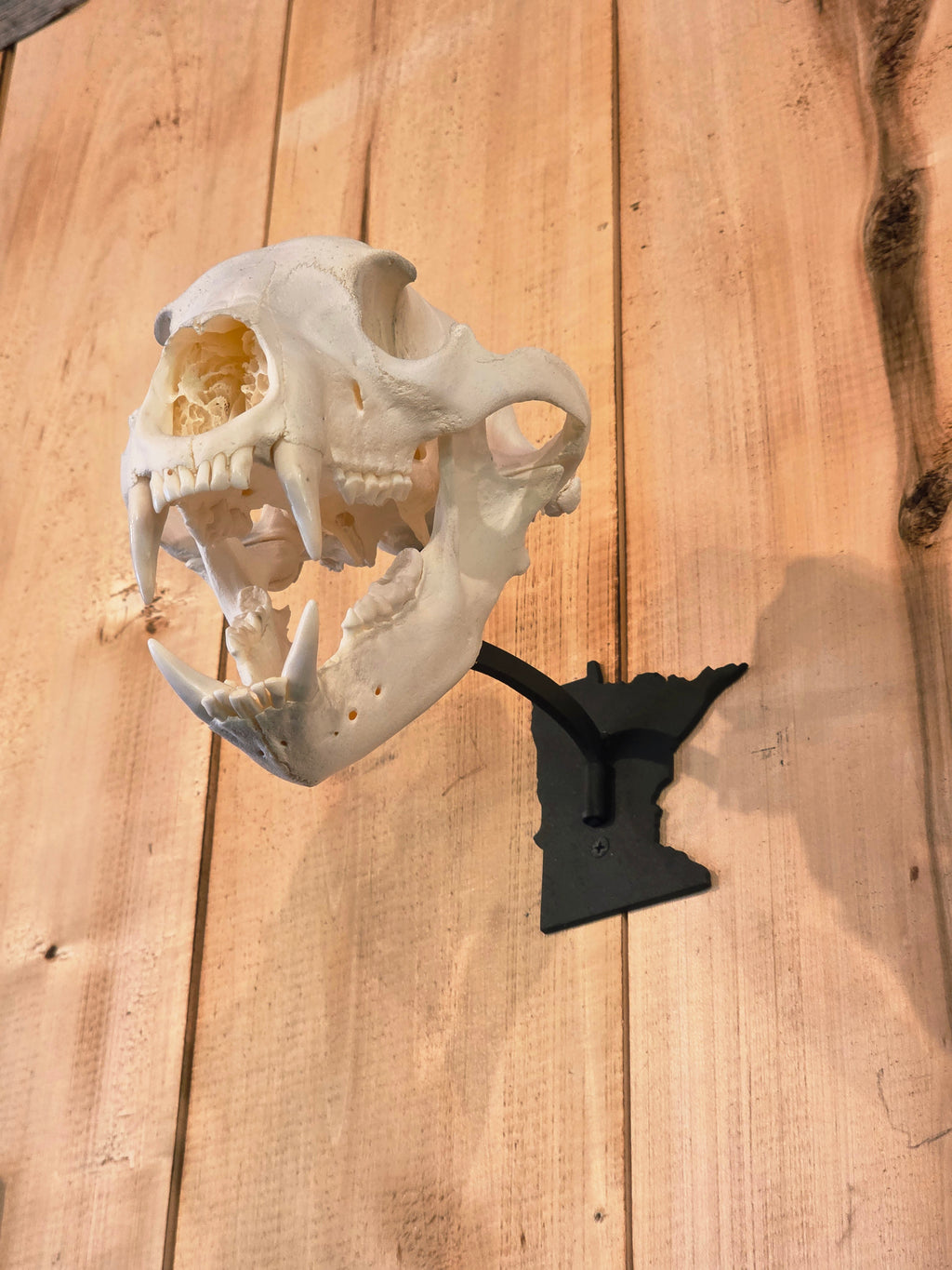 Minnesota - Swivel Skull Hanger