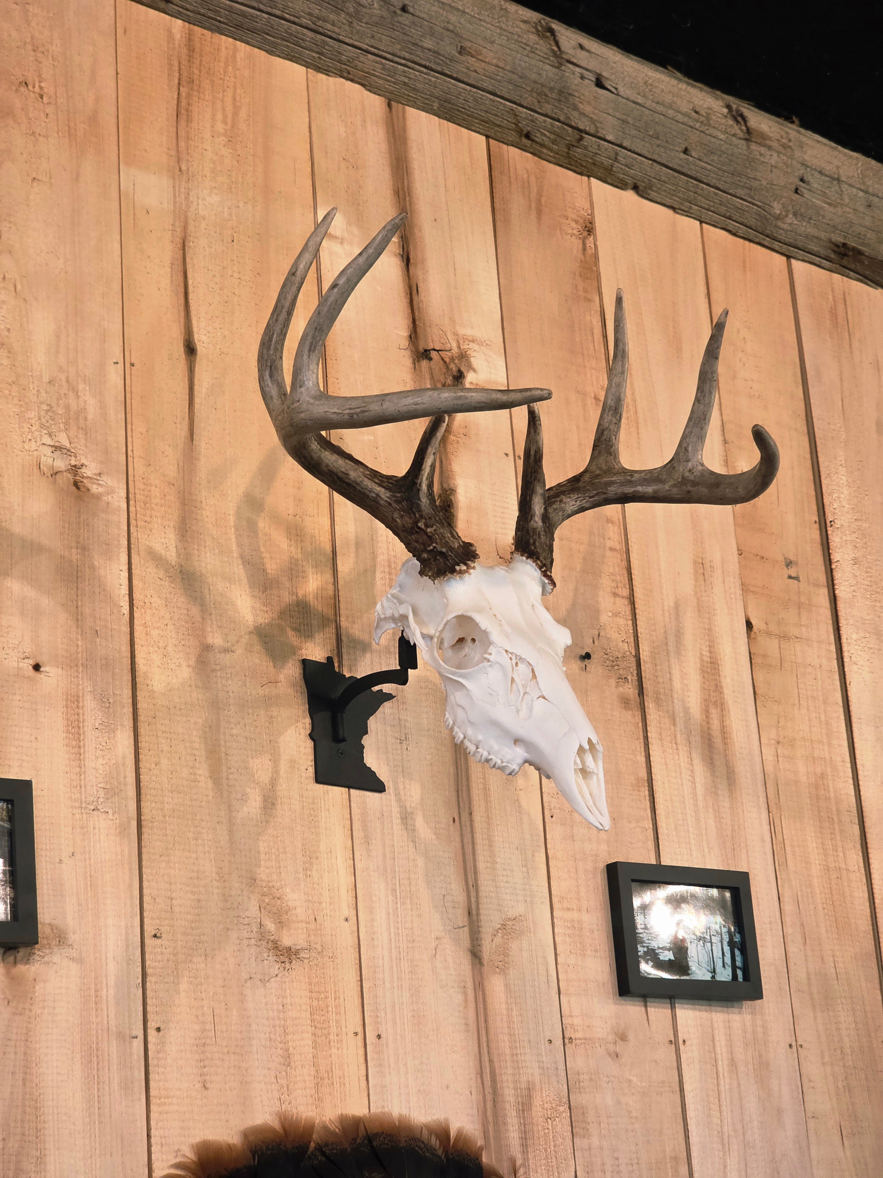 Minnesota - Swivel Skull Hanger