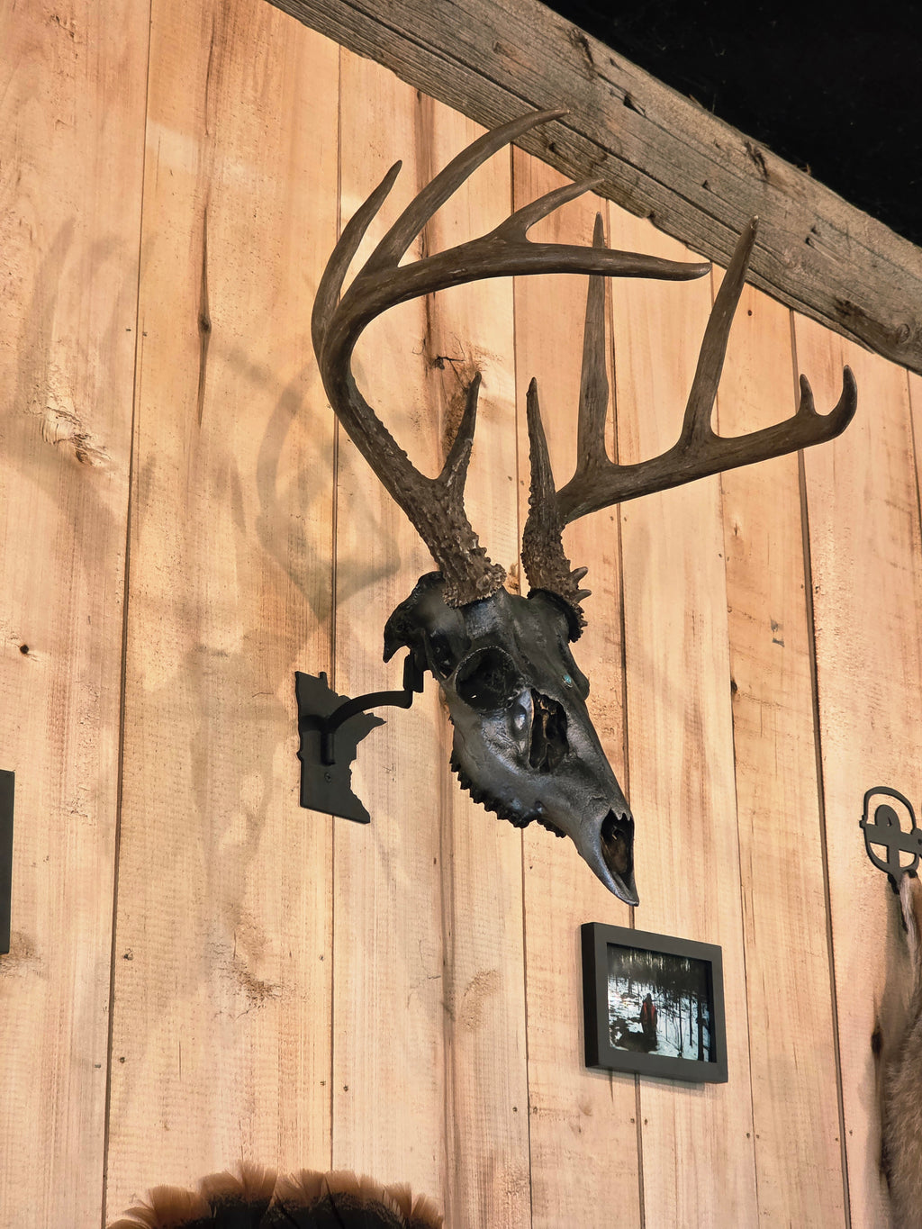 Minnesota - Swivel Skull Hanger