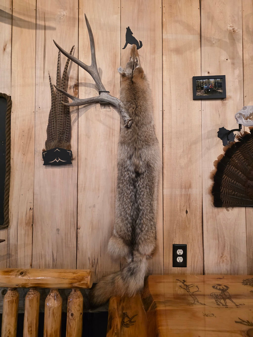 Coyote - Fur Hanger