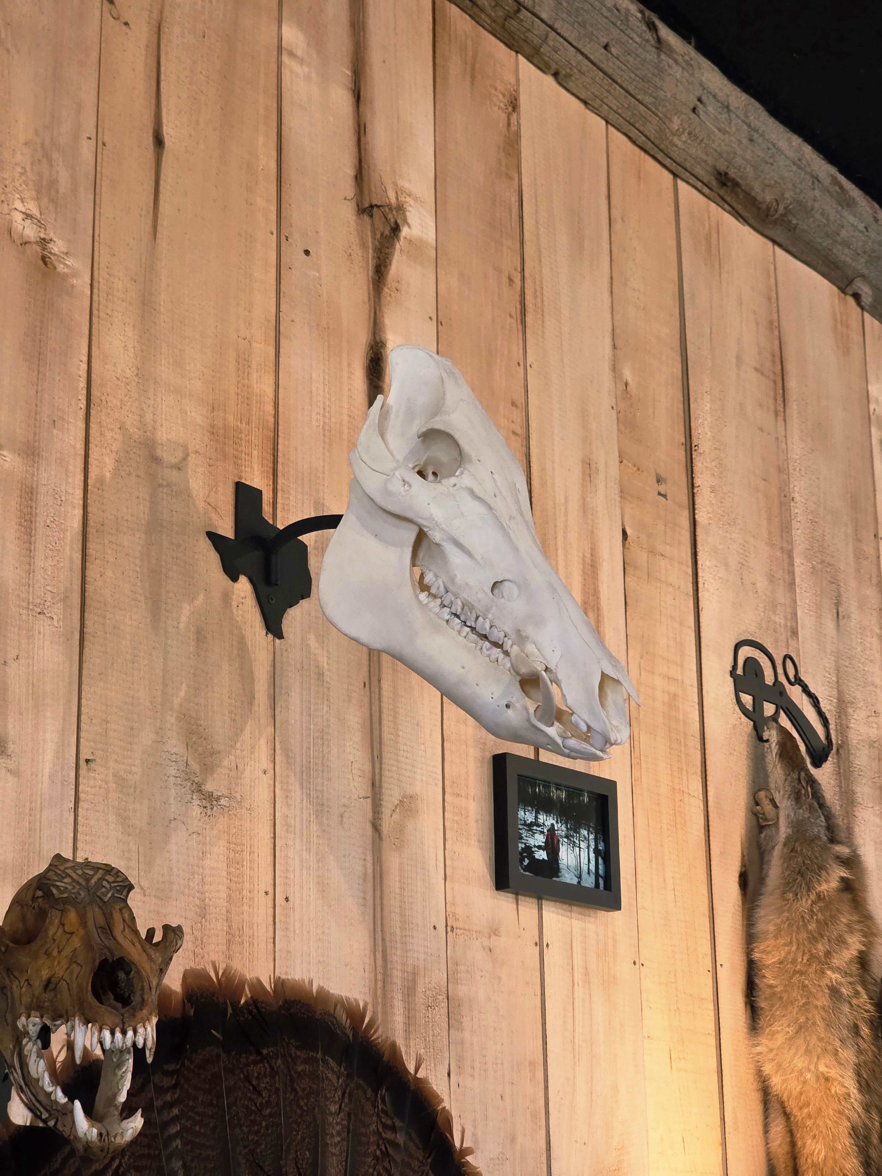 Texas - Swivel Skull Hanger