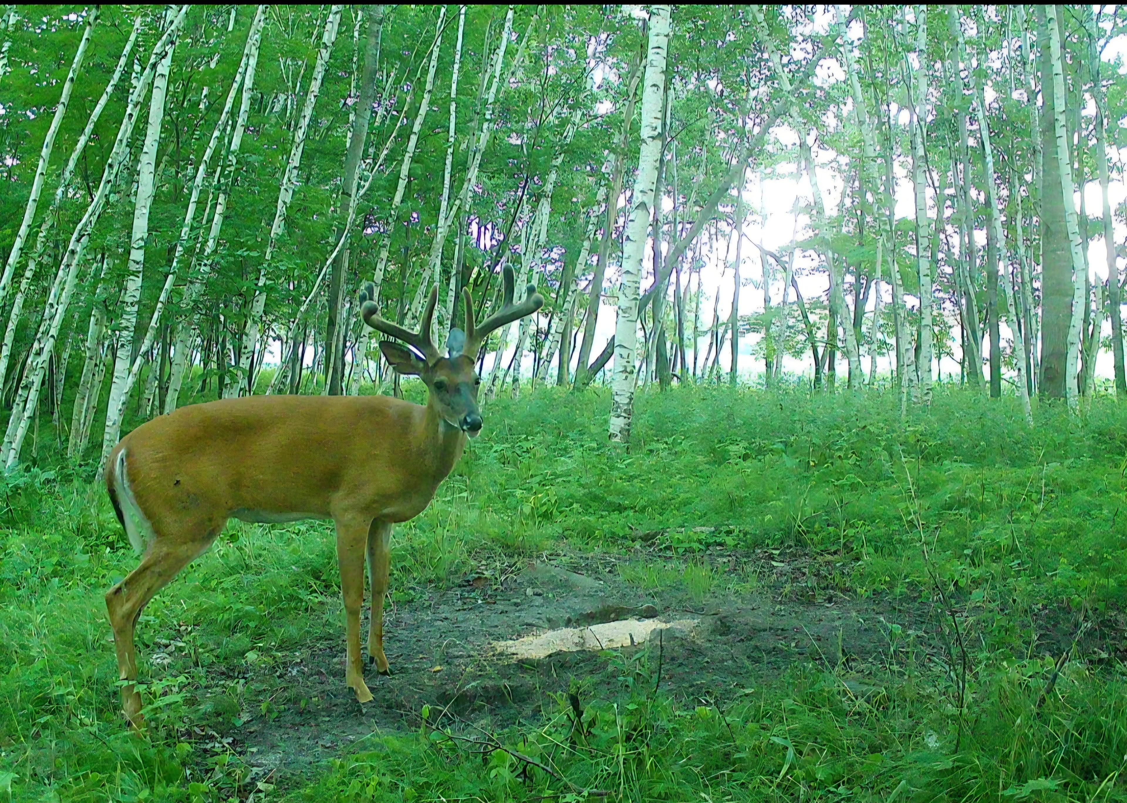 The Bandit Mix - Deer mineral